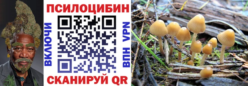 где найти наркотики  shop телеграм  Галлюциногенные грибы Psilocybine cubensis  Куртамыш 